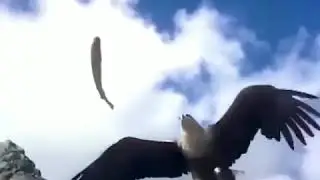 Bald Eagle's Diet: 