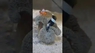Fish feeding anemone 