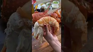 Spiny Lobster ASMR. 🦞 