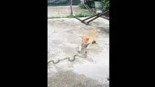 VIRAL !!! Duel Kucing vs ular