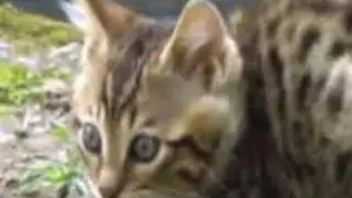 Bengal Kitten´s Ami cat original 🐈‍⬛