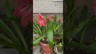 Вынесли цветы на улицу.