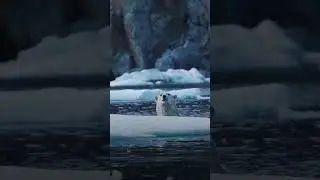 Остров где живут белые медведи
