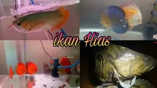 Belajar Sambil Melihat ikan Hias Air Tawar Aquarium
