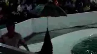 Sea lions @ MoA - part2