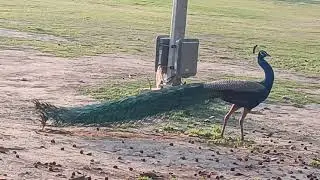 Peacock 🦚🦚 [ Whatching things he does are pleasing to eyes 👀]      #nature #birds #peace #pleasing