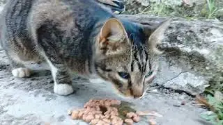 Слепой кот . Кормим его отдельно, не подпуская никого. #помощьживотным #cat #слепой #котята #animals