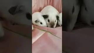 guinea pig