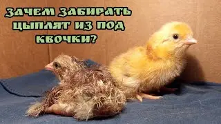 Зачем забирать цыплят из под квочки и нужно ли это делать вообще?