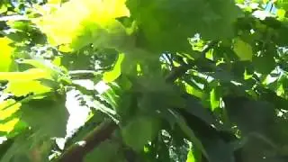 Звенящие кедры или хрустящий фундук (лещина). Часть 2.
