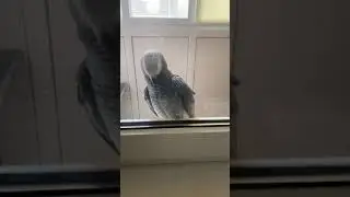Может, когда он стучал клювом, не стоило ему говорить: 