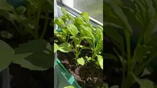 Чтобы семена цветов быстрее взошли☀️