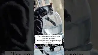 Смех! Ржач, как кот ловит золотую рыбку в аквариуме одной лапой
