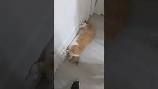 Cats know when you're about to leave them. #shorts #cat #funny