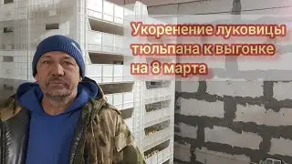 Укоренение луковицы тюльпана на гидропонике
