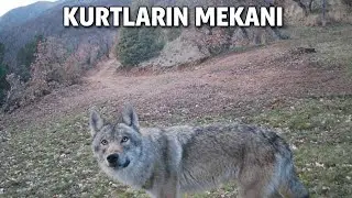 KURTLARIN BÖLGESİ !  GECE GÜNDÜZ SÜREKLİ KURT GELİYOR ! FOTOKAPAN KONTROLÜ