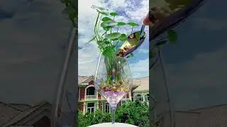 gerbera grass