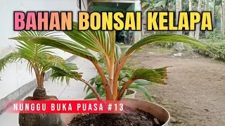 Nunggu Buka Puasa Part 13 || Merawat Bahan Bonsai Kelapa