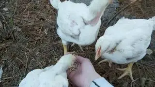 Baby Turkey's on the Homestead & White Rock update