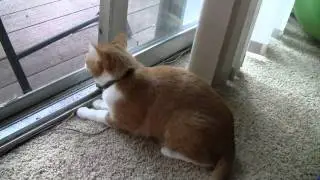 Manny Birdwatching II