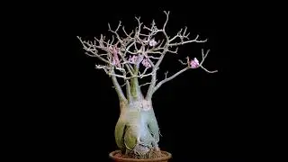 Adenium