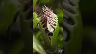 Animal eating plants
