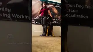 Elite Protection Dog level of Control/Obedience