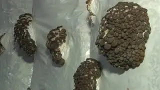 Центр Экологических Программ в Рязани