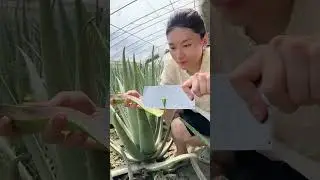 여름이 왔어요, 한 입이면 갈증이 확 풀려요 농촌식품 알로에베라
