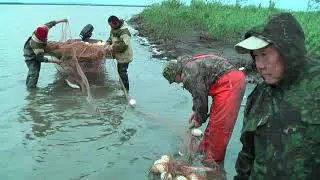 Достают невод из Индигирки (Чокурдах)