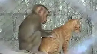 830  The love across species