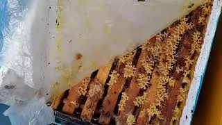 Раздача медовых лепешек