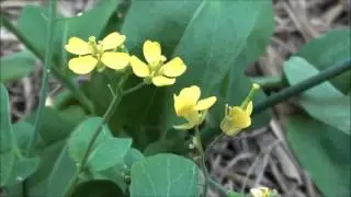 Flowering Bok Choy in our raised garden here in Arizona - Filmed in HD