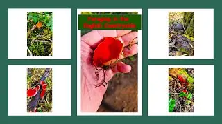 Spring Foraging /Can't believe found plenty of these / #Scarlet elf cup / #Trout