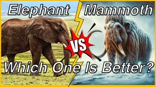 Elephant vs Mammoth: Which One is Better? | Similarities and Differences #elephant  #mammoth #animal