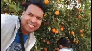 Orange Picking to Eating #orangepicking #orangefarm #freshharvest