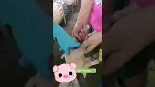 Piglet Castration 🐷 