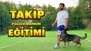 YÜRÜYÜŞDE ÇOK ETKİLİ OLAN TAKİP POZİSYONUNUN EĞİTİMİ 🐕‍🦺