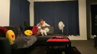 Dog Jump Scare