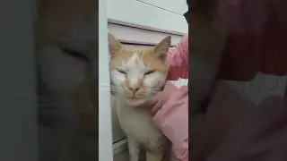 Кот Рижик