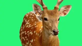 Green Screen deer//Deer green screen