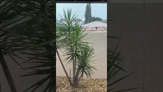 Summer Rain 🌧️ in Florida