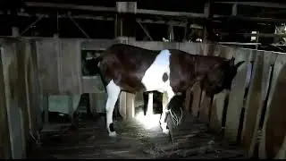 ciri"kambing mau melahirkan