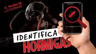 Pero qué hormiga es esta? | Identifica cualquier insecto o planta con tu movil 📱|