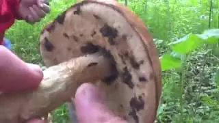 Поход за грибами в начале июля