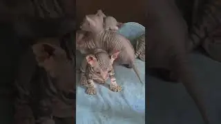 Котята сфинксов
