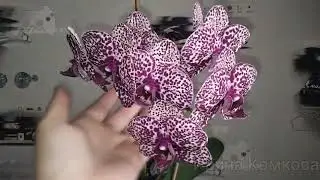 Второе домашнее цветение орхидеи Дикий Кот 🐈