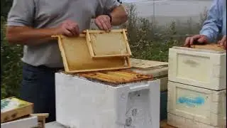 Specialised Equipment for Honeybee Studies [PoshBee training]