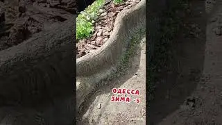 Как поживает бордюр из бутылок? #дача
