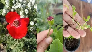 How to grow poppy flower from seeds | Winter flower seeds | Gardening
